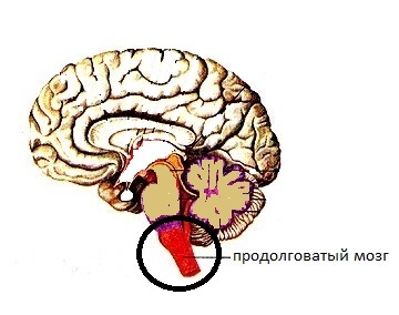 Внчс и шейный отдел позвоночника